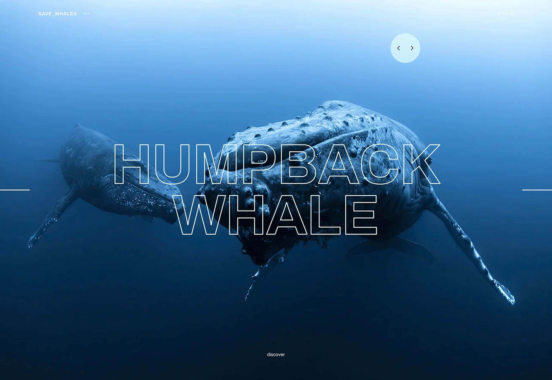 20 Freshest Web Designs, August 2019 10-whales
