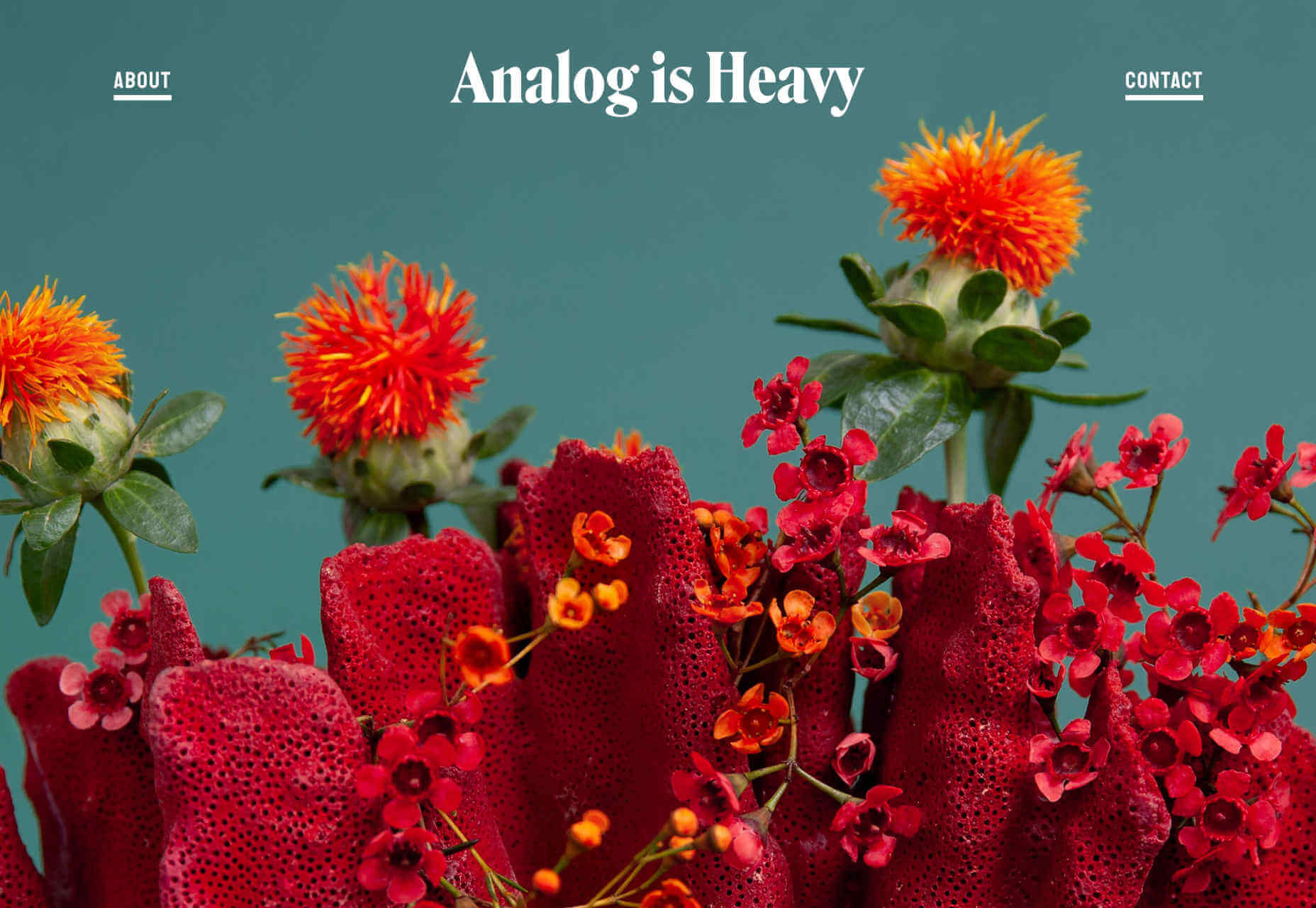 Introducing 15 Best New Portfolios, October 2019 analognisheavy