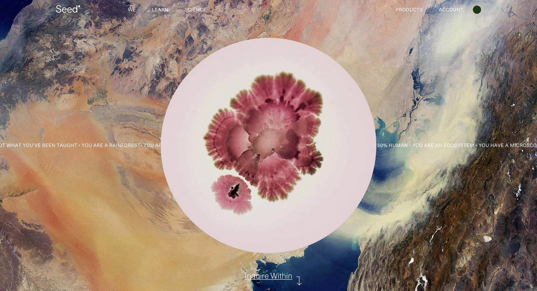 seed