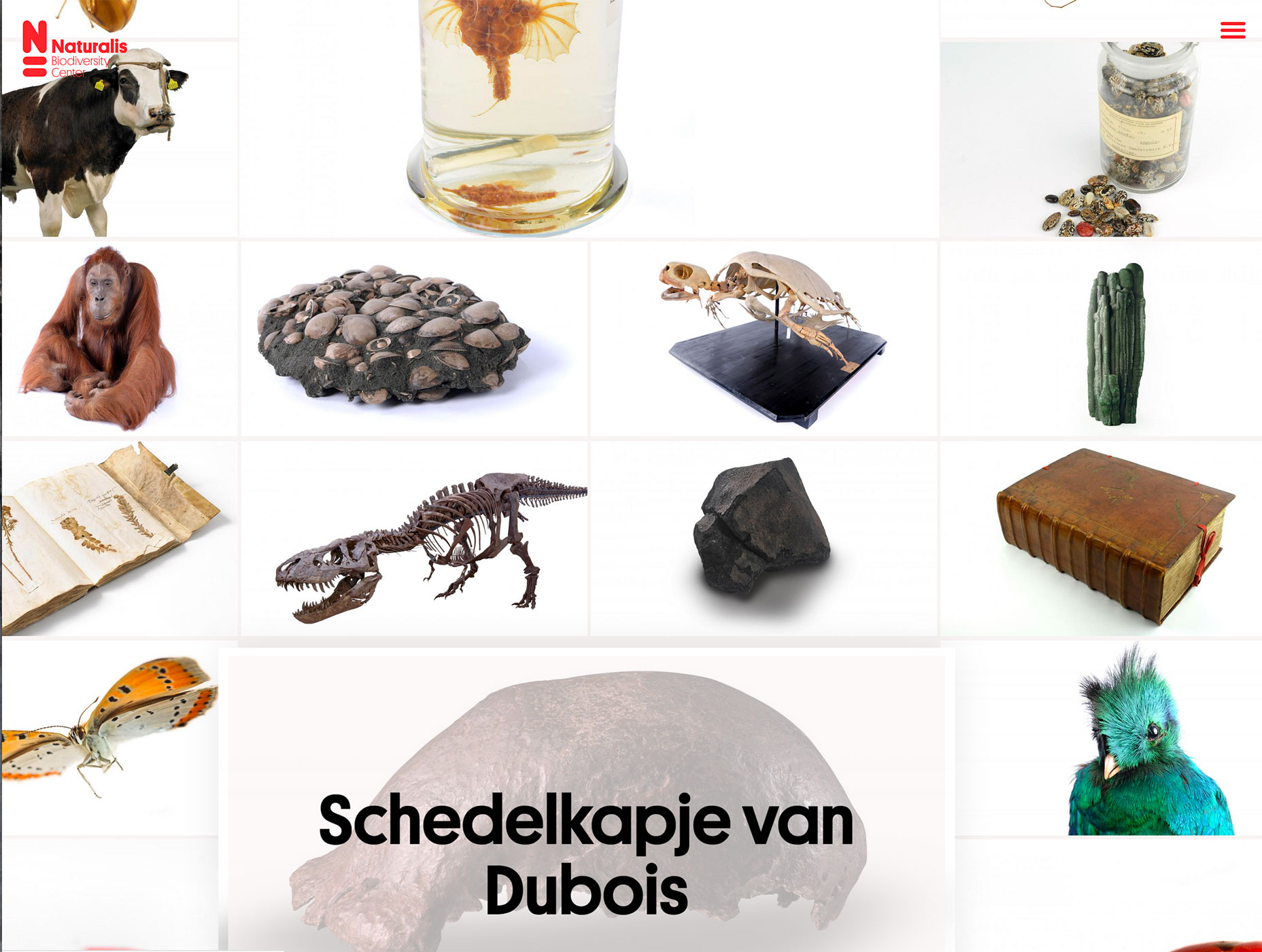 3 Essential Design Trends, November 2018 nautralis