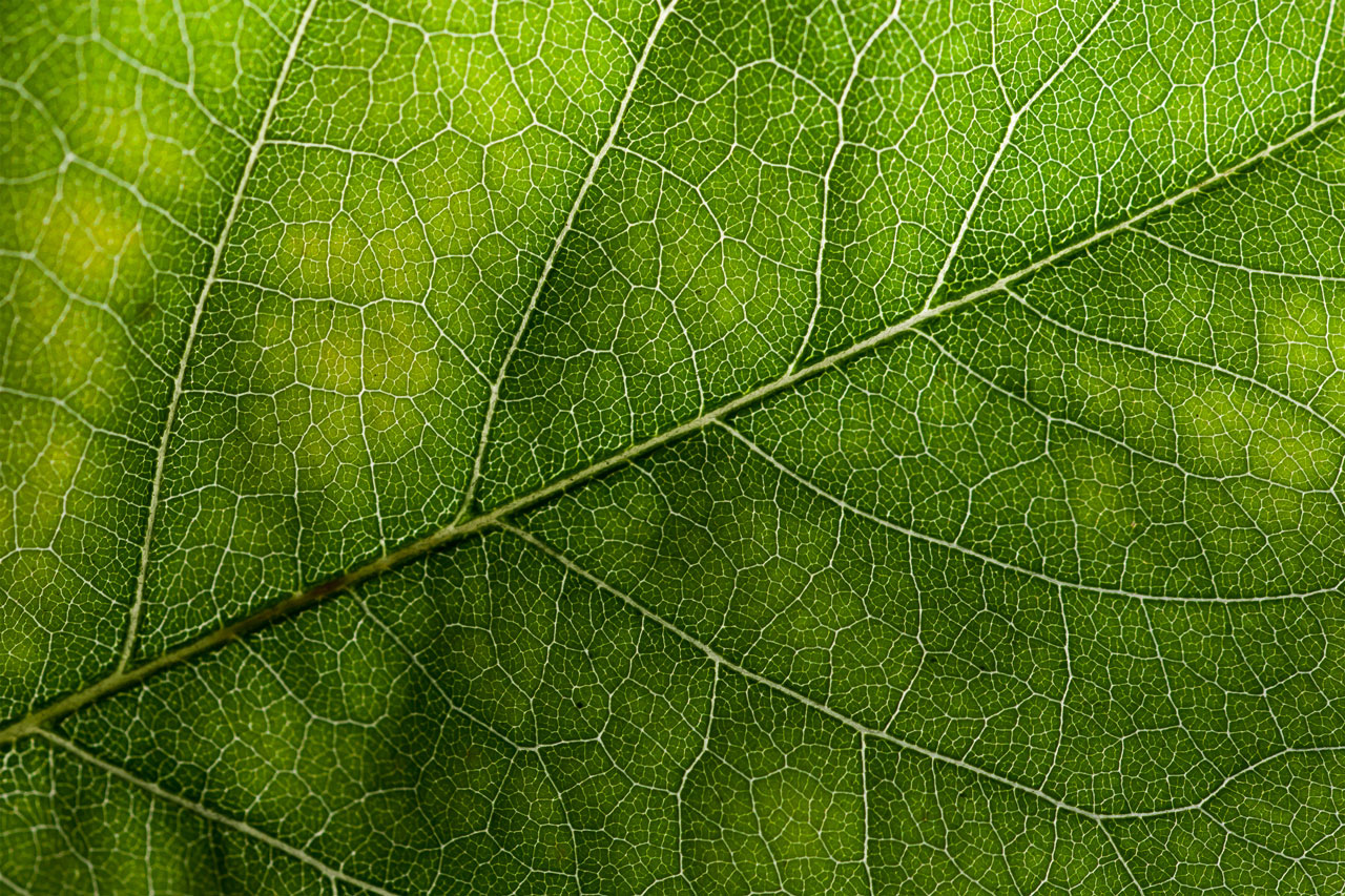 Free Download: Wild Textures wildtextures-green-leaf-original-file