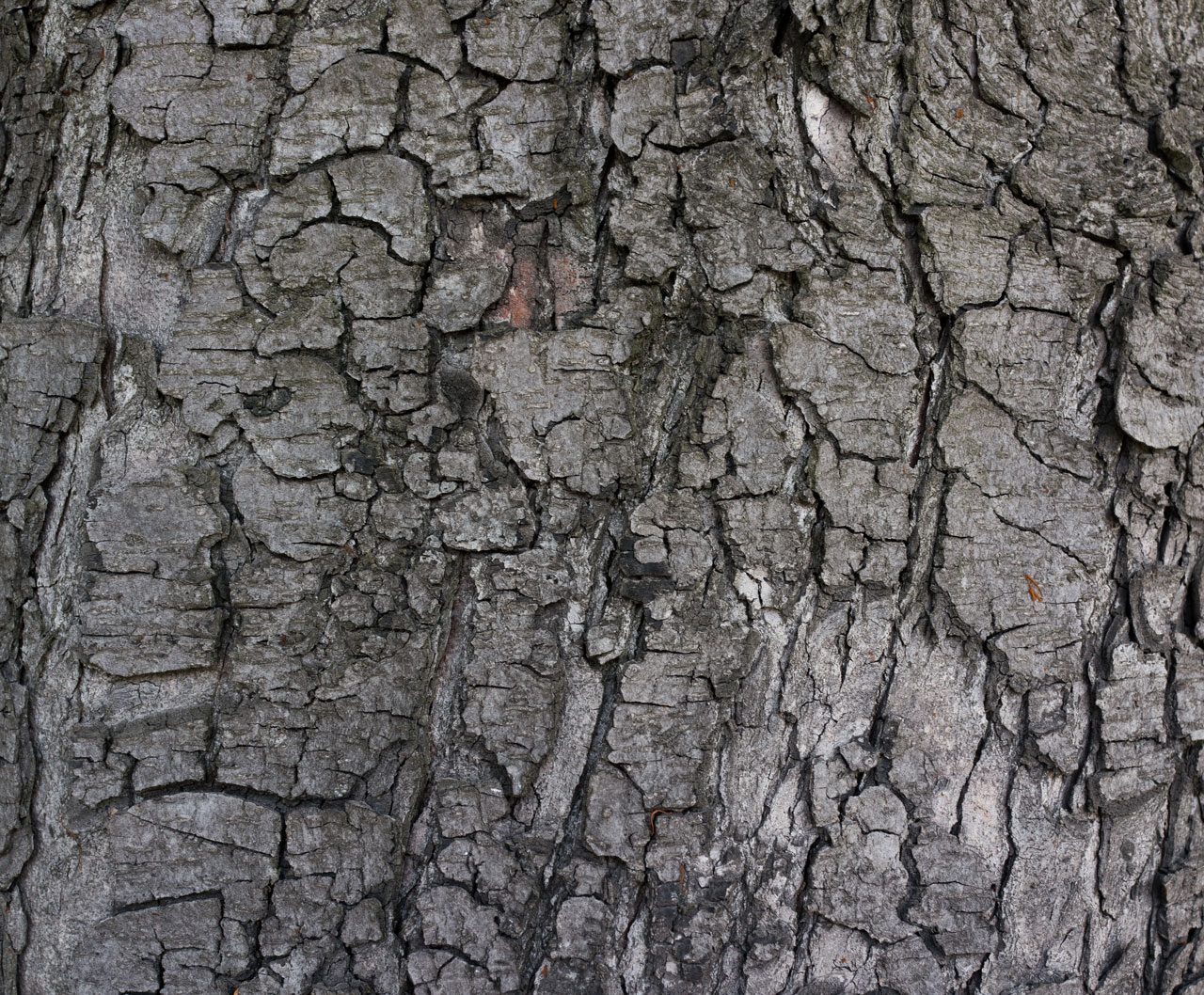Free Download: Wild Textures wildtextures_grey-tree-bark