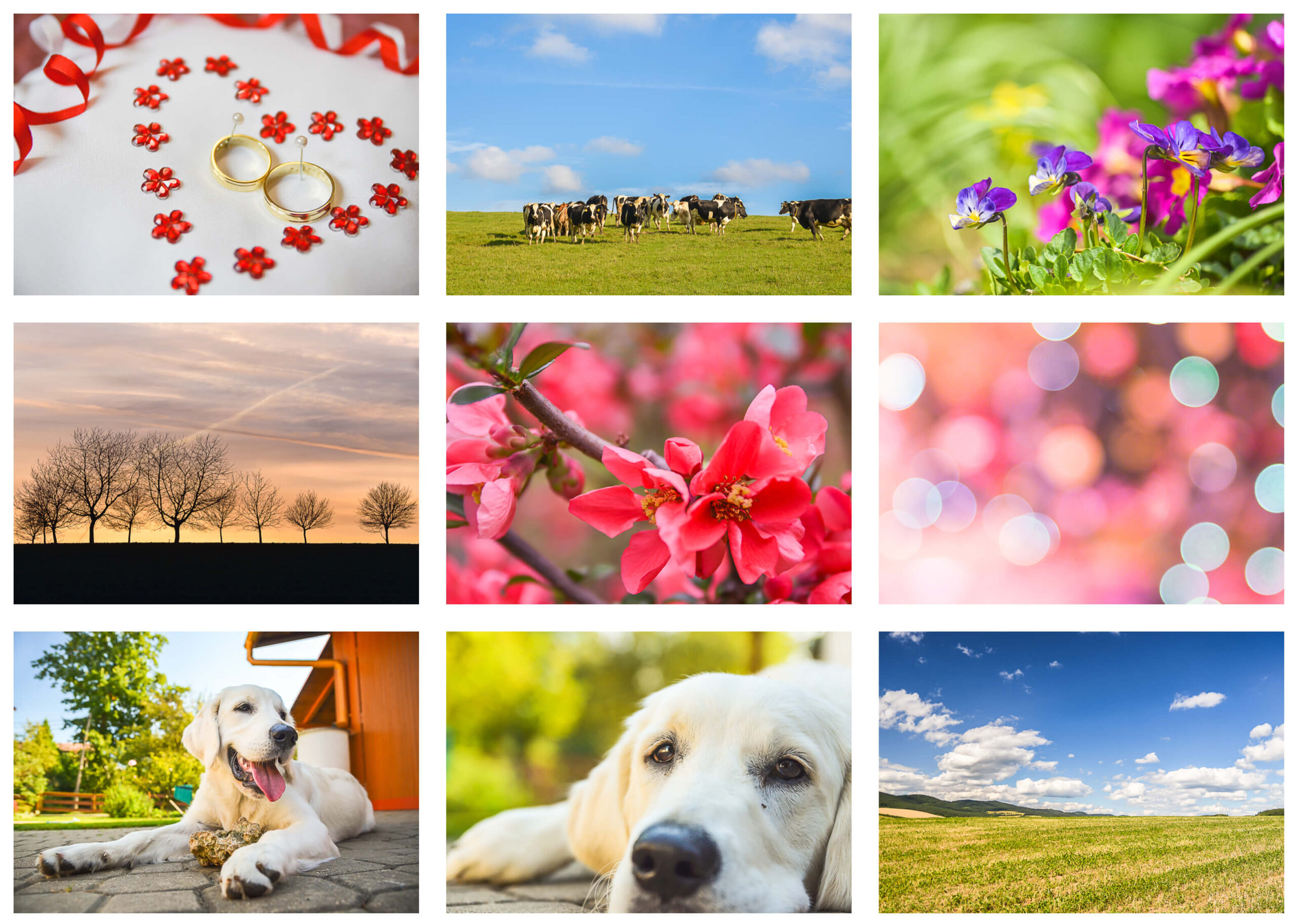 Free Download: 100 Best Photos from Moni's Photo 2