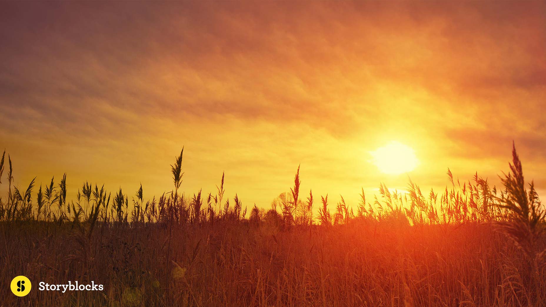 SBi_wheatfield