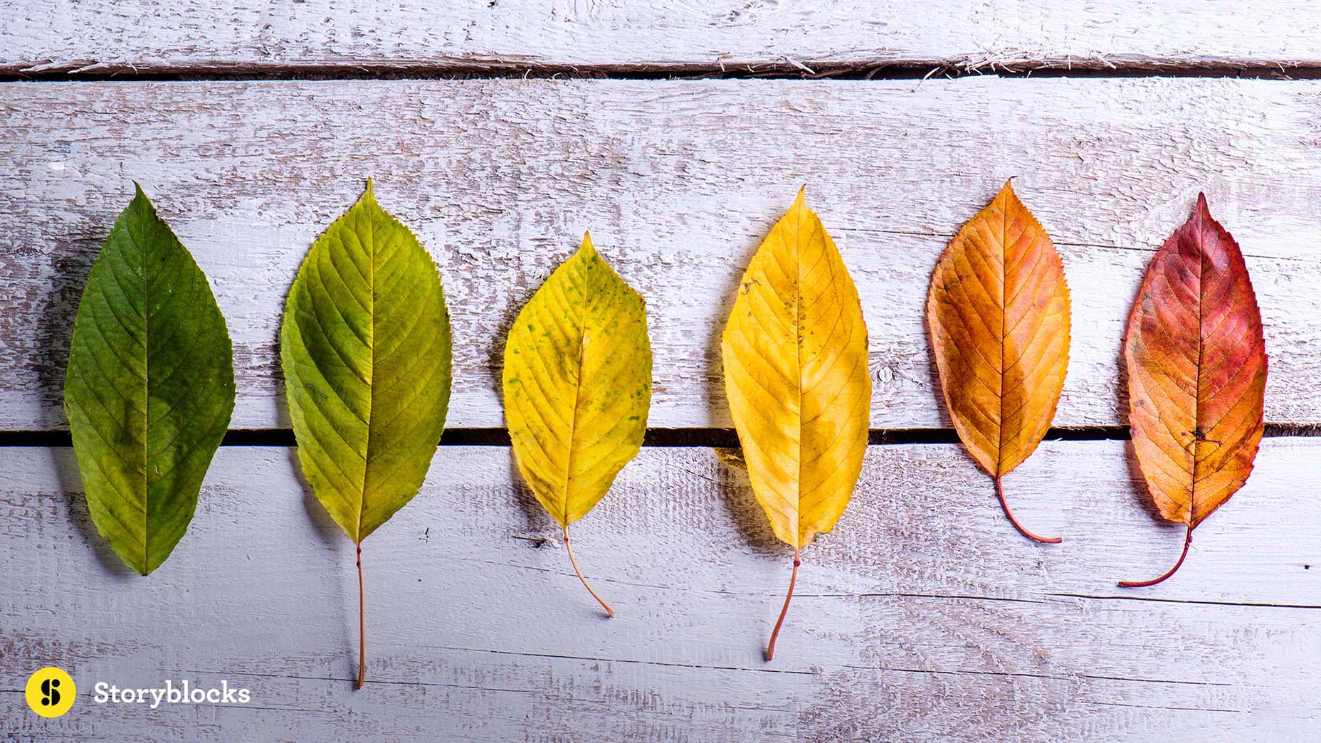 SBi_leaves