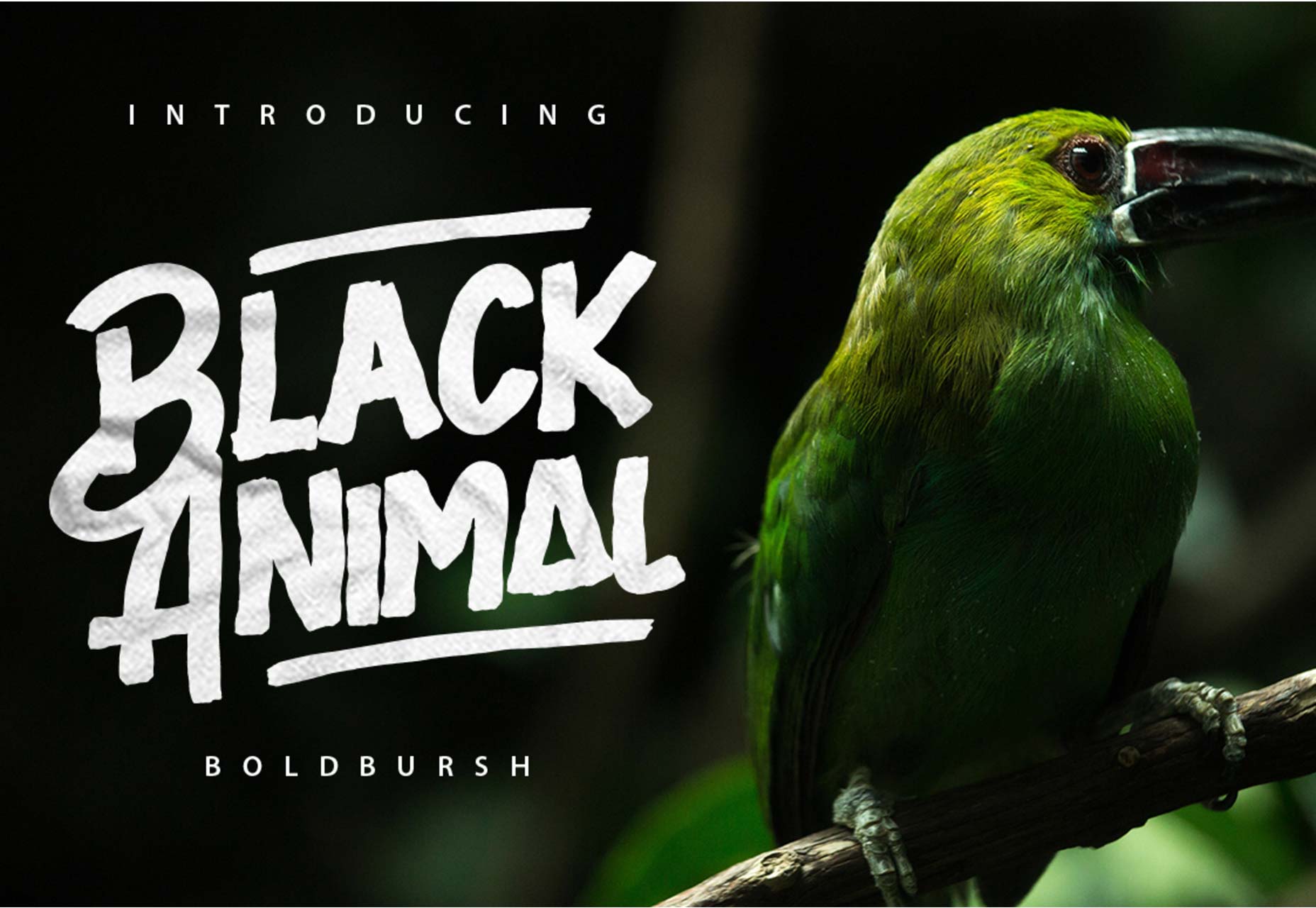 blackanimal