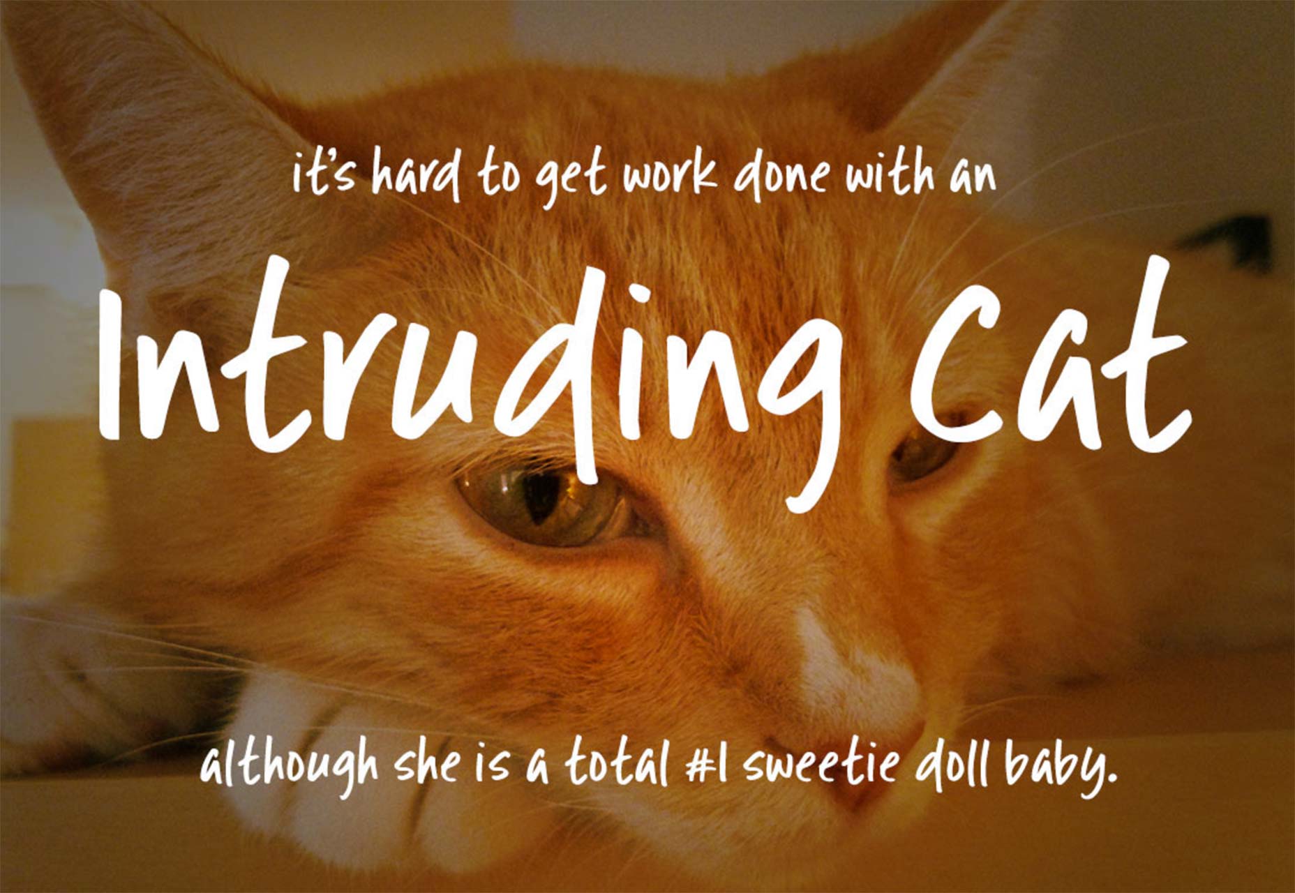 intrudingcat
