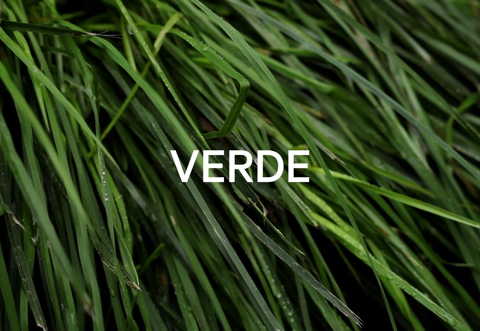 The best new portfolio sites, February 2017 verde