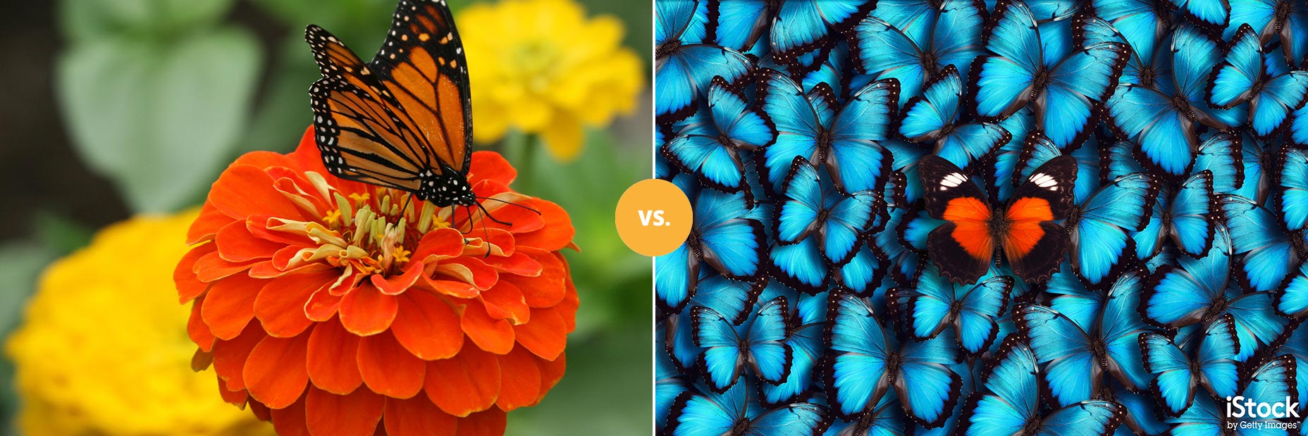 butterfly