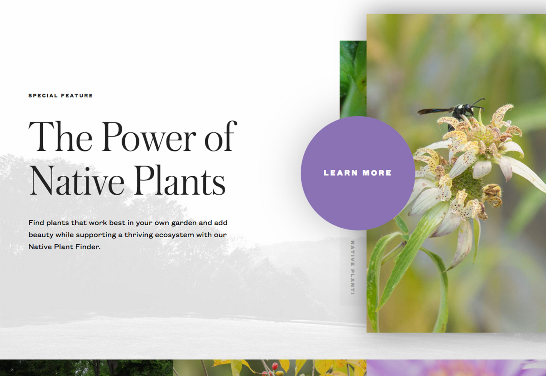 Essential design trends, November 2016 plants