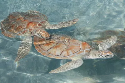 turtles