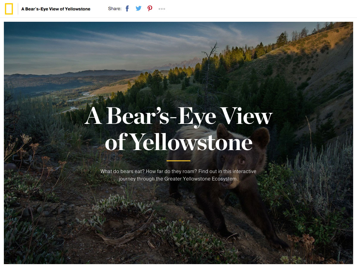 Popular design news of the week: April 25, 2016 - May 1, 2016 bear