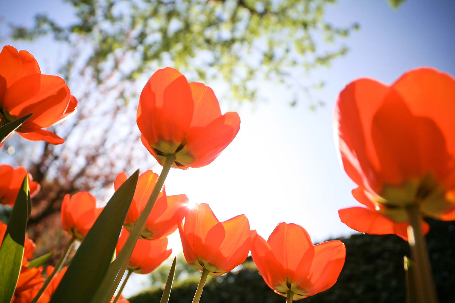 Free download: Royalty free stock images from Picjumbo picjumbo.com_IMG_8687