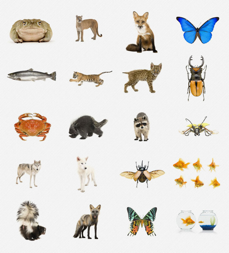 P-images-ultrashock-animals