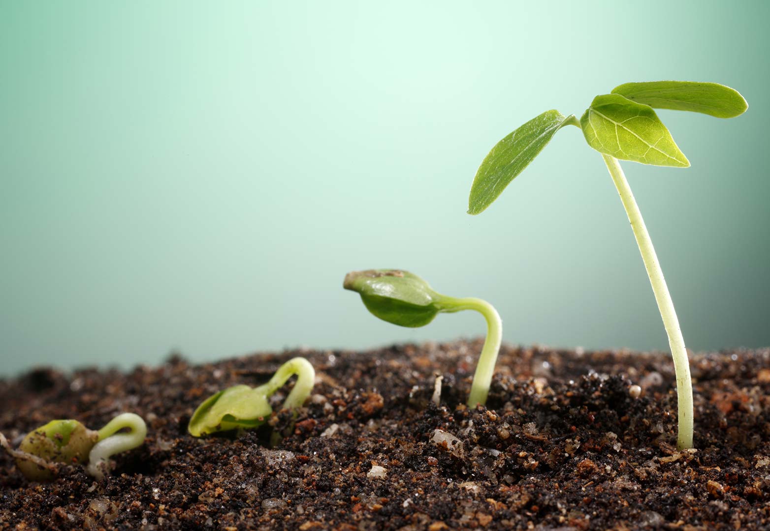grow Grow