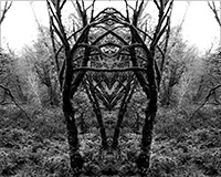 Amazing mirror images