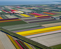 Flying over tulip fields