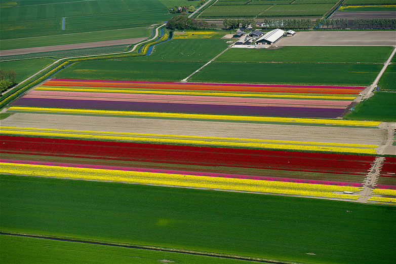 tulip1 Tulips