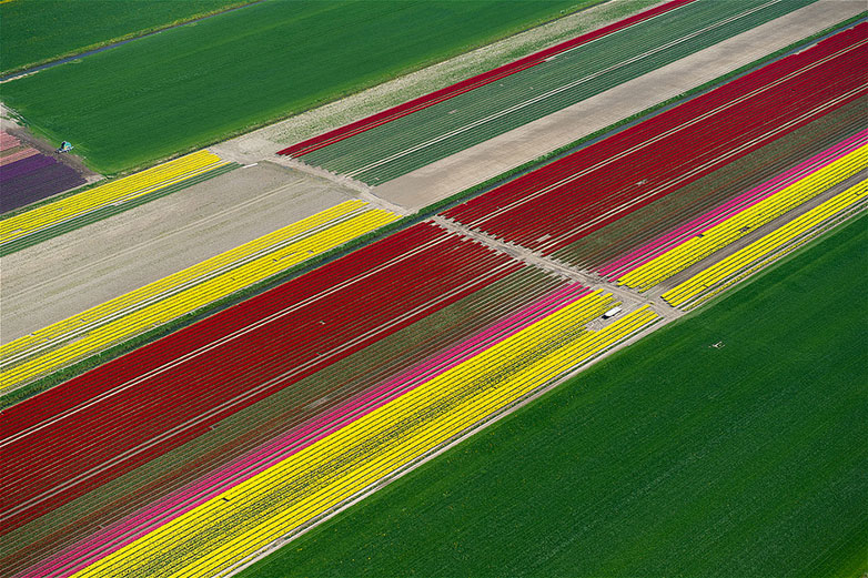 tulip2 Tulips