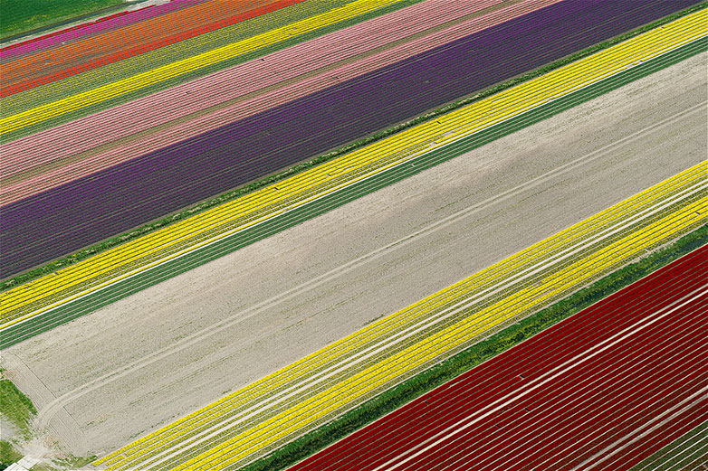 tulip3 Tulips