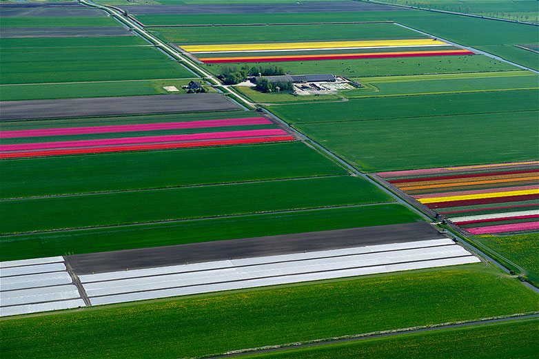 tulip6 Tulips