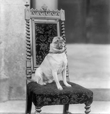 6199778183_63f627fe1d_b Top dog