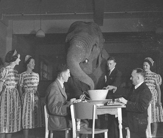 3529604677_0319ba0b88_o Elephant in the room