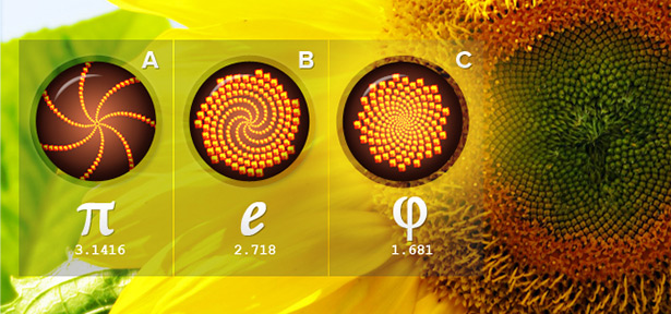 sunflower-spirals Sunflower Spirals