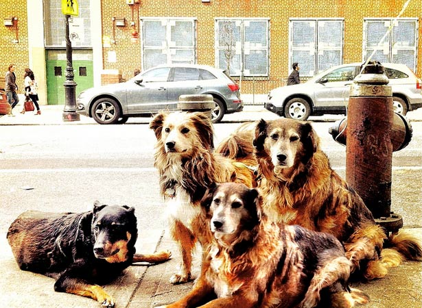 dogs dogs