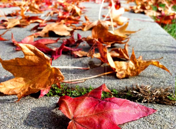 fall_3_by_eivaj fall 3 by eivaj
