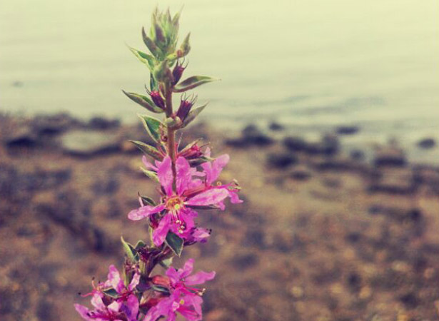 purple_wild_flowers purple wild flowers