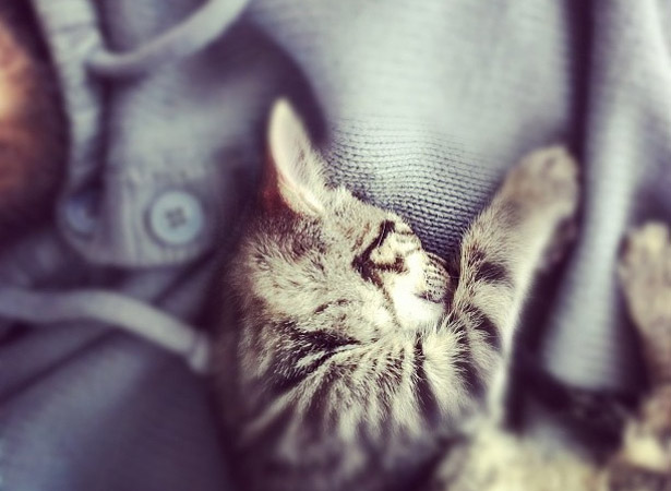 untitledcat untitledcat