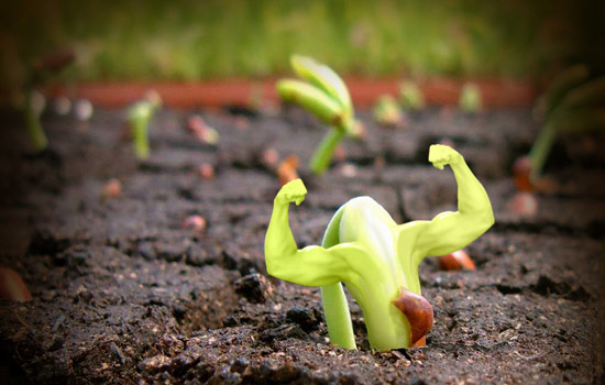 growth 3