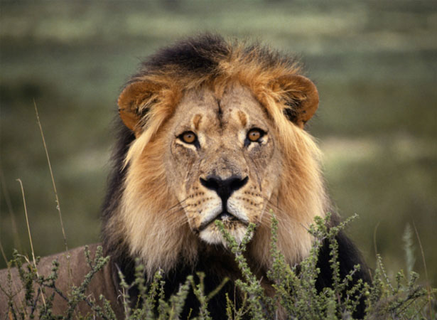 lion lion 1