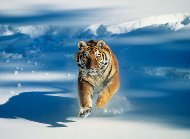tiger tiger 1