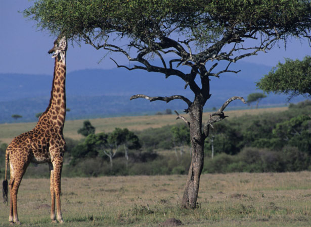 giraffe giraffe