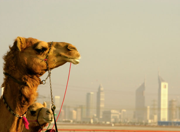 camel camel
