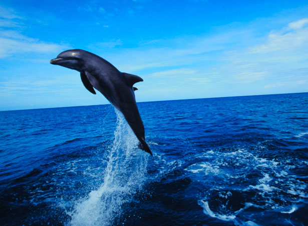 dolphin dolphin1