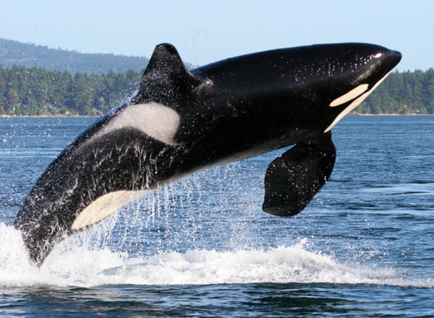 whale whale