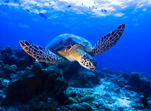 turtle turtle