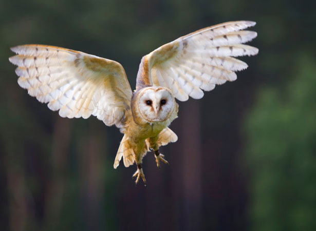 owl owl