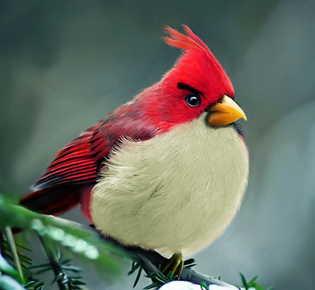 angrybirds angrybirds