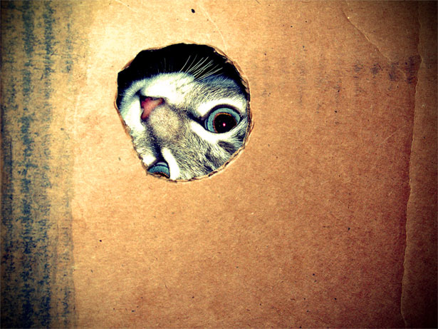 An Introduction to Lomography freestuffaction
