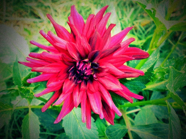 An Introduction to Lomography lomodahlia