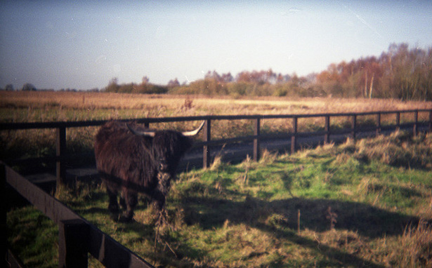 An Introduction to Lomography cowmunching
