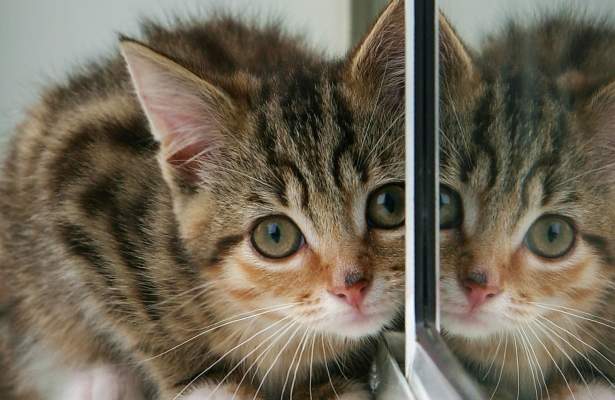 HTML5 and CSS3: Wireframing in the final product Placekitten Placeholder Example