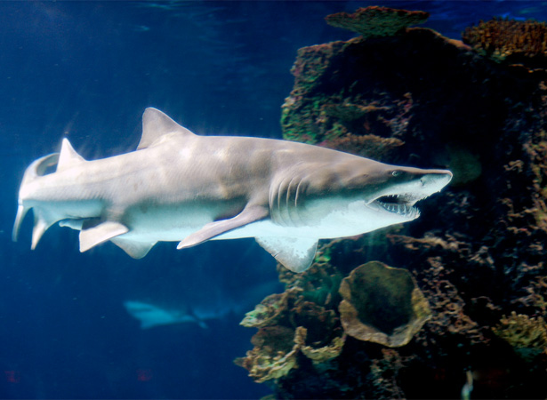 Ethics in the Design Field shark