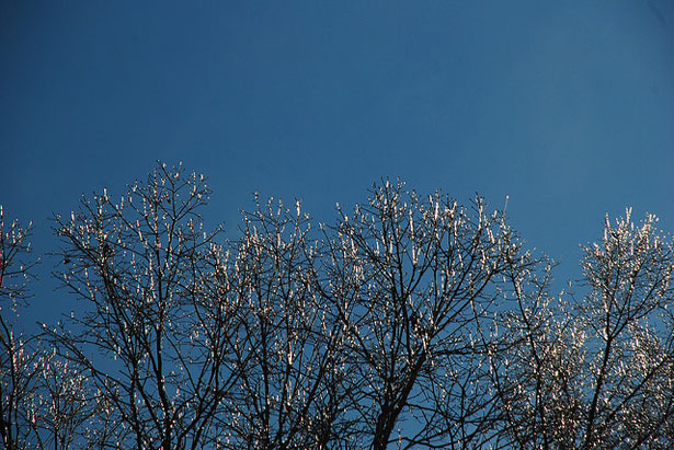 Finding Inspiration on Flickr theinspirationtree