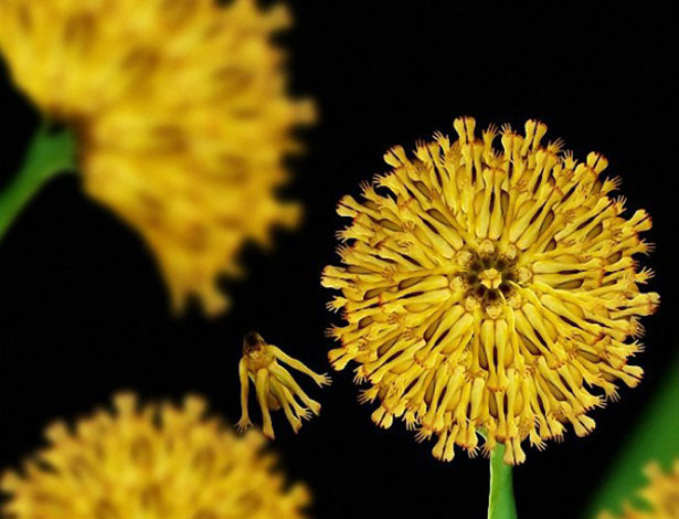 Stunning Collection of Human Flowers 18 4