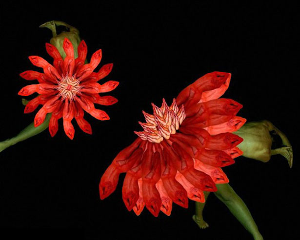 Stunning Collection of Human Flowers 19 3